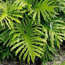 Philodendron Flower seeds for Planting Shade Tolerant, Heirloom & GMO Free Seeds for Home Garden seeds for planting