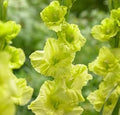Gladiolus Dark Green Flower seeds for Planting Vibrant Colors, Heirloom & GMO Free Seeds for Home Garden seeds for planting
