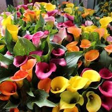 Mixed Calla Lily Flower seeds for Planting - Colorful Display, Heirloom & GMO Free Seeds for Home Garden
 
 Sale seeds for home garden