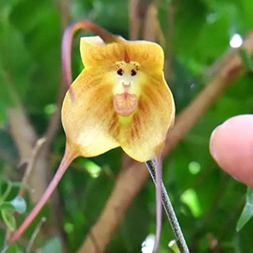 Monkey Orchid Flower seeds for Planting Compact Growth Heirloom & GMO Free Seeds for Home Garden