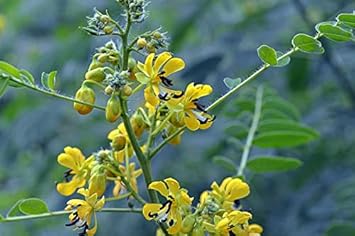Yellow Senna Flower seeds for Planting Sun Loving, Heirloom & GMO Free Seeds for Home Garden vegetable and garden seeds