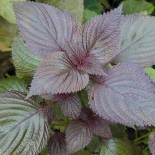 Purple Perilla Leaf Flower seeds for Planting Long Bloom Season, Heirloom & GMO Free Seeds for Home Garden vegetable and garden seeds