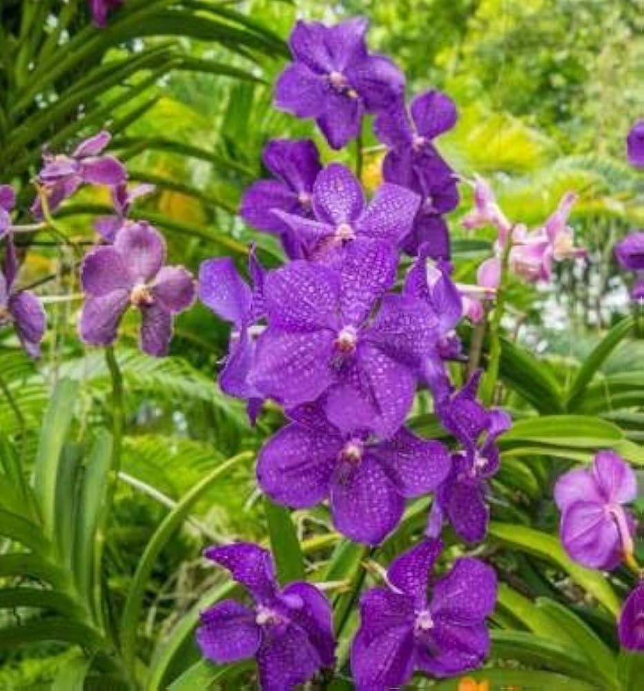 High quality Purple Ascocentrum Flower seeds for Planting Low Maintenance, Heirloom & GMO Free Seeds for Home Garden seeds pack
