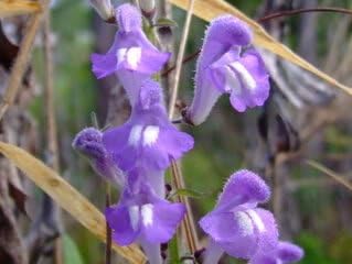 Blue Skullcap Flower seeds for Planting Shade Tolerant, Heirloom & GMO Free Seeds for Home Garden seeds for planting