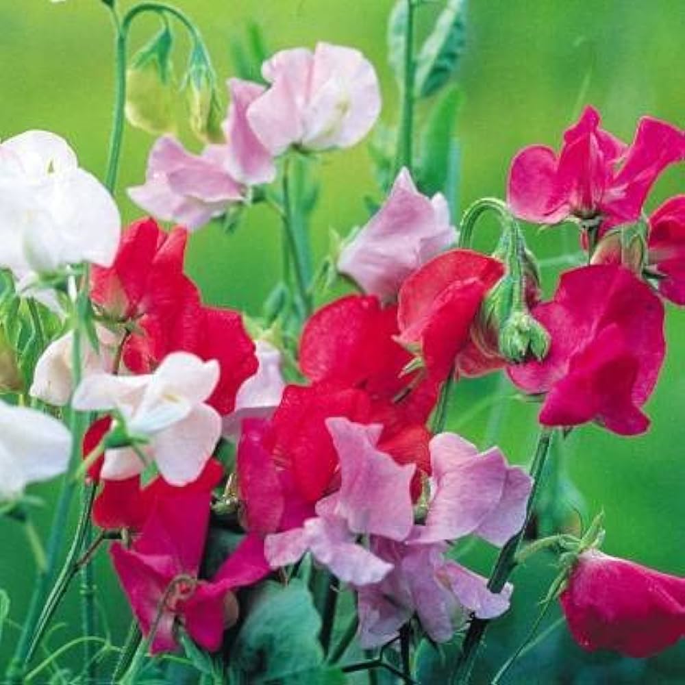 High quality Odoratus Flower seeds for Planting Drought Tolerant, Heirloom & GMO Free Seeds for Home Garden seeds pack