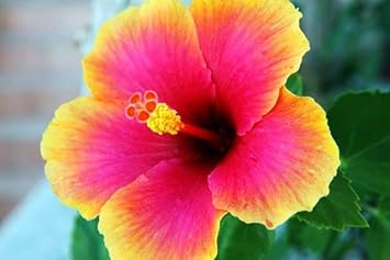 Premium Hibiscus Flower seeds for Planting Compact Growth Heirloom & GMO Free Seeds for Home Garden seeds