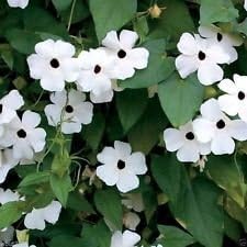 White Thunbergia Flower seeds for Planting Bright Blooms, Heirloom & GMO Free Seeds for Home Garden seeds for planting