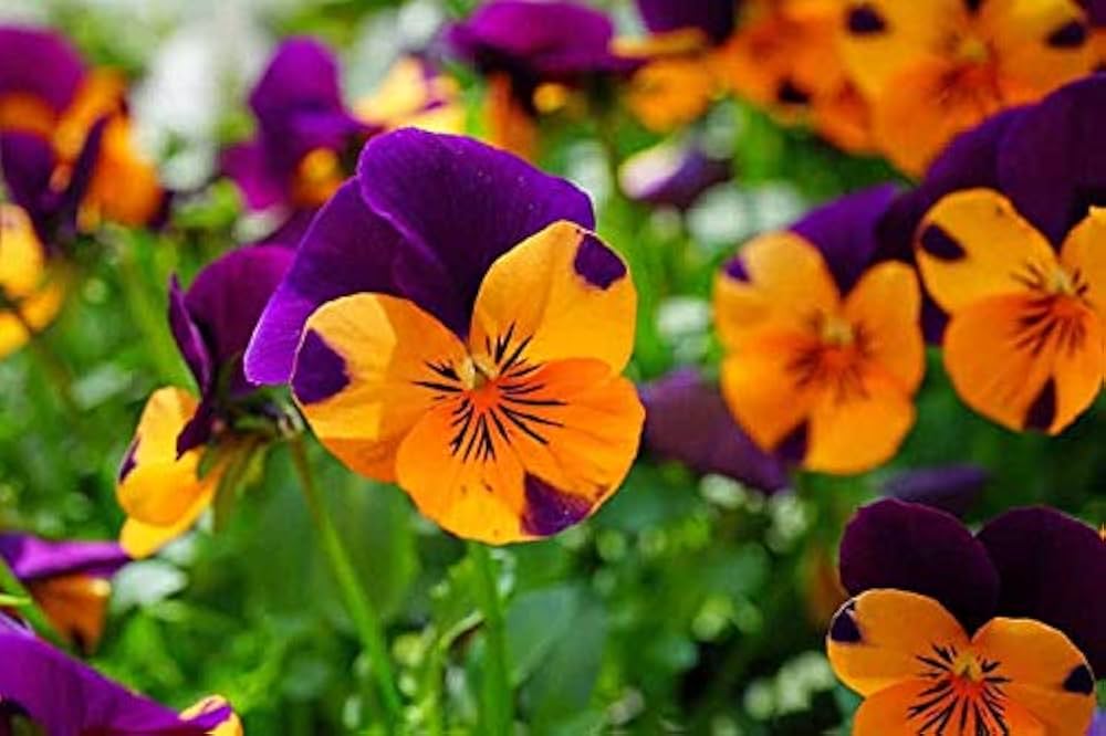 Johnny Jump Ups Flower seeds for Planting Perfect for Borders Heirloom & GMO Free Seeds for Home Garden