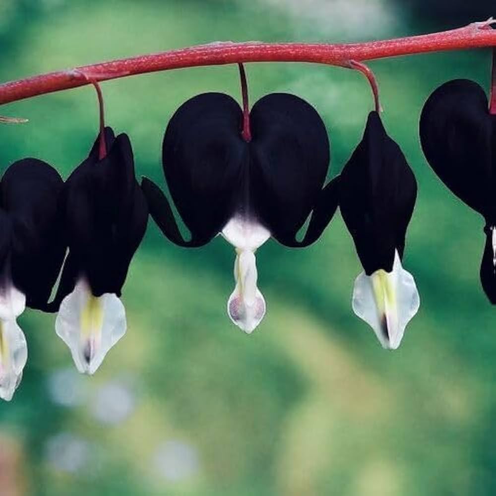Premium Black Heart Flower seeds for Planting Cut Flower Favorite, Heirloom & GMO Free Seeds for Home Garden seeds