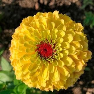 Yellow Red Zinnia Flower seeds for Planting Cut Flower Favorite, Heirloom & GMO Free Seeds for Home Garden seeds for planting