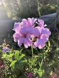 Lavender Geranium Flower seeds for Planting Hardy Variety, Heirloom & GMO Free Seeds for Home Garden seeds for planting