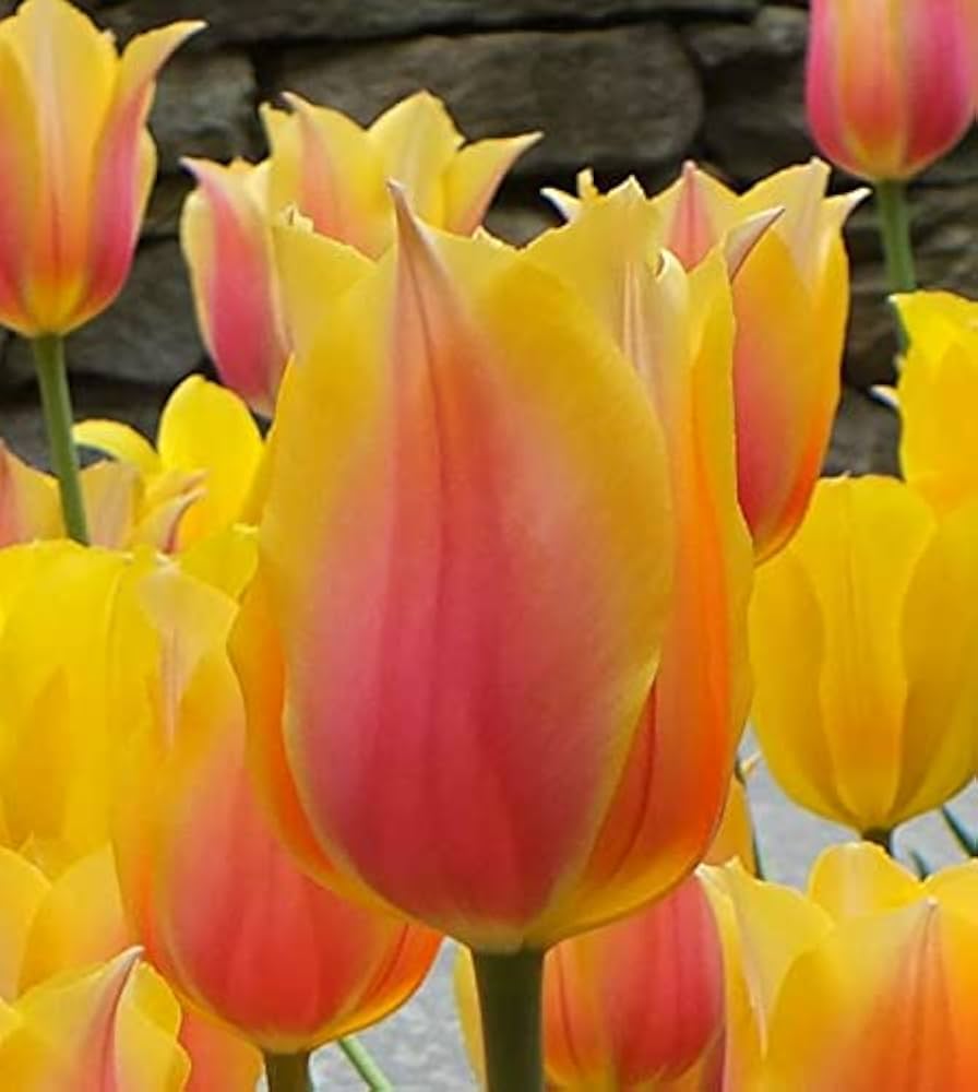 Premium Yellow Pink Tulip Flower seeds for Planting Wildflower Mix, Heirloom & GMO Free Seeds for Home Garden seeds