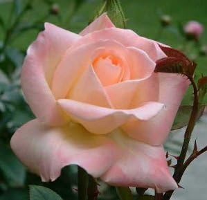Pink Wales Rose Flower seeds for Planting Premium Quality, Heirloom & GMO Free Seeds for Home Garden seeds for planting