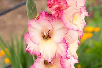 High quality White Pink Perennial Gladiolus Flower seeds for Planting Low Maintenance, Heirloom & GMO Free Seeds for Home Garden seeds pack