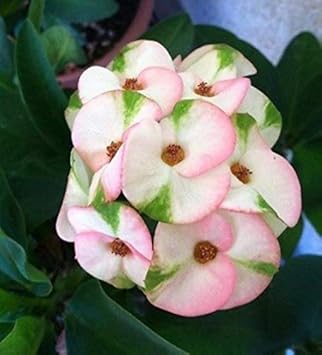 Mixed Crown of Thorns Flower seeds for Planting Sun Loving, Heirloom & GMO Free Seeds for Home Garden seeds for planting