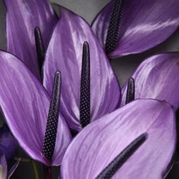 Violet Anthurium Andraeanum Flower seeds for Planting Premium Quality, Heirloom & GMO Free Seeds for Home Garden seeds for planting