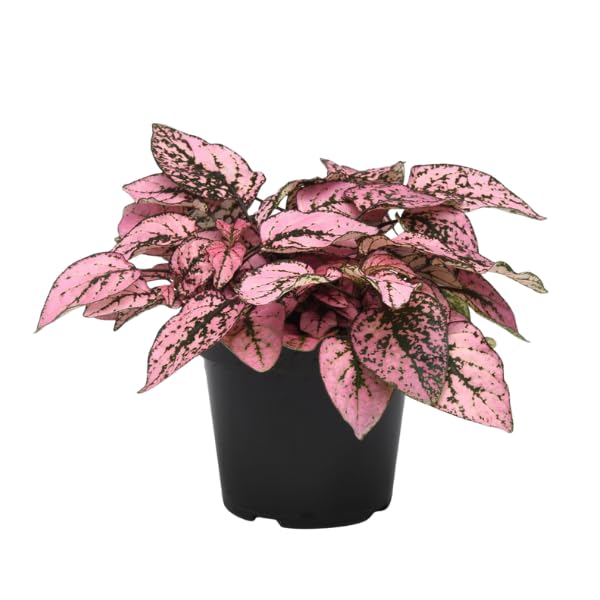 Pink Hypoestes Splash Flower seeds for Planting Fragrant Blossoms, Heirloom & GMO Free Seeds for Home Garden vegetable and garden seeds