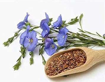 Usitatissimum Flower seeds for Planting - Bright Blooms, Heirloom & GMO Free Seeds for Home Garden
 
 Sale seeds for home garden