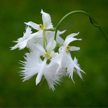 Egret Flower seeds for Planting Sun Loving Heirloom & GMO Free Seeds for Home Garden