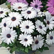 White Osteospermum Flower seeds for Planting Bright Blooms, Heirloom & GMO Free Seeds for Home Garden seeds for planting