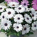 White Osteospermum Flower seeds for Planting Bright Blooms, Heirloom & GMO Free Seeds for Home Garden seeds for planting