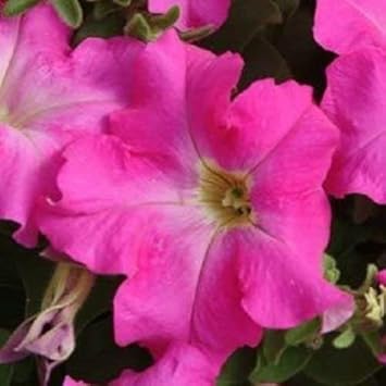Pink Fuchsia Petunia Flower seeds for Planting Hardy Variety, Heirloom & GMO Free Seeds for Home Garden seeds for planting