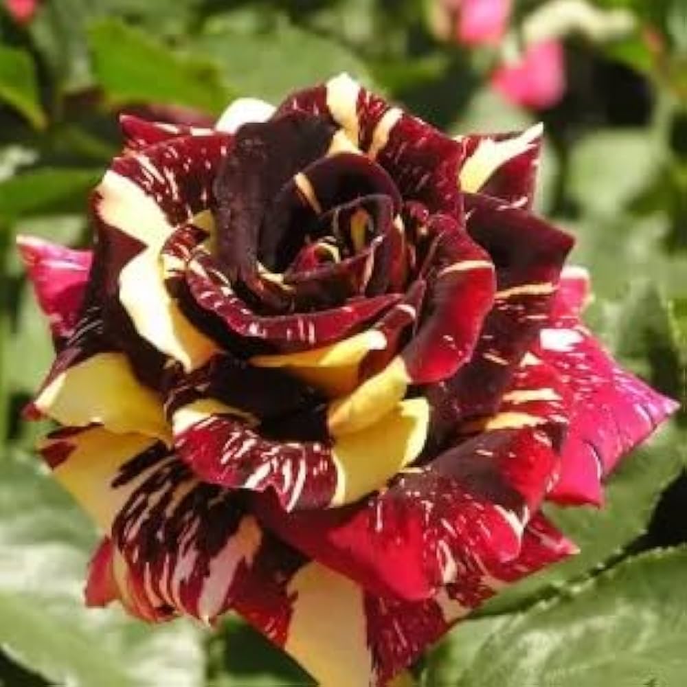 Heirloom Abracadabra Flower seeds for Planting Easy to Grow Heirloom & GMO Free Seeds for Home Garden