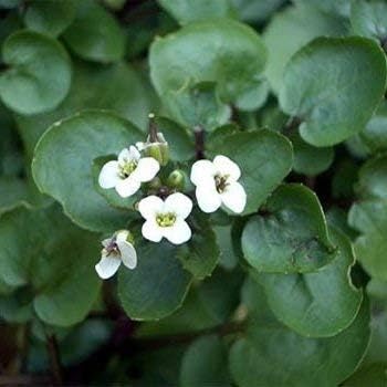 Green Nasturtium Flower seeds for Planting Shade Tolerant, Heirloom & GMO Free Seeds for Home Garden seeds for planting