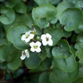 Green Nasturtium Flower seeds for Planting Shade Tolerant, Heirloom & GMO Free Seeds for Home Garden seeds for planting