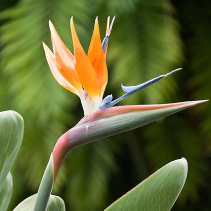 Strelitzia Flower seeds for Planting Easy to Grow Heirloom & GMO Free Seeds for Home Garden