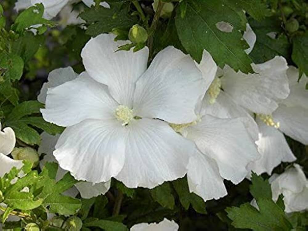Premium White Sharon Rose Flower seeds for Planting Colorful Display, Heirloom & GMO Free Seeds for Home Garden seeds