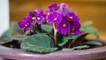 Premium African Violets Flower seeds for Planting Cut Flower Favorite, Heirloom & GMO Free Seeds for Home Garden seeds