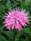 Pink Monarda Flower seeds for Planting Easy to Grow, Heirloom & GMO Free Seeds for Home Garden seeds for planting