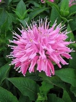 Pink Monarda Flower seeds for Planting Easy to Grow, Heirloom & GMO Free Seeds for Home Garden seeds for planting