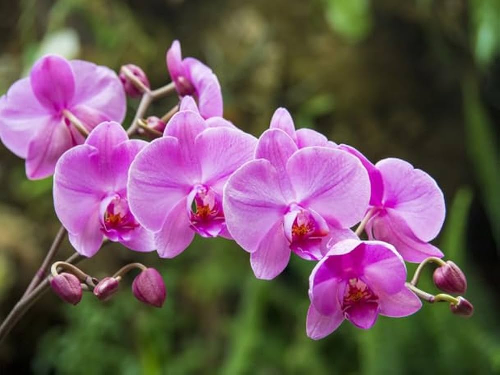 Purple Butterfly Orchid Seeds Flower seeds for Planting Colorful Display, Heirloom & GMO Free Seeds for Home Garden vegetable and garden seeds