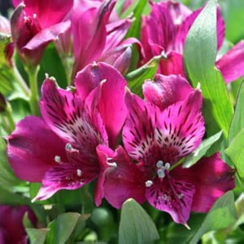 Premium Pink Alstroemeria Flower seeds for Planting Vibrant Colors, Heirloom & GMO Free Seeds for Home Garden seeds