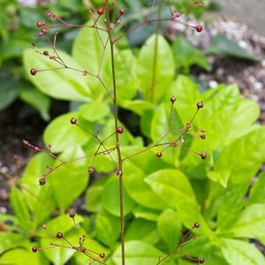 Talinum Paniculatum Flower seeds for Planting Drought Tolerant, Heirloom & GMO Free Seeds for Home Garden Sale seeds for planting