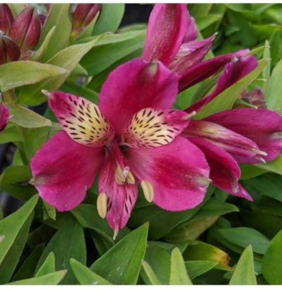 Pink Alstroemeria Flower seeds for Planting Vibrant Colors, Heirloom & GMO Free Seeds for Home Garden seeds for planting