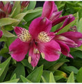 Pink Alstroemeria Flower seeds for Planting Vibrant Colors, Heirloom & GMO Free Seeds for Home Garden seeds for planting