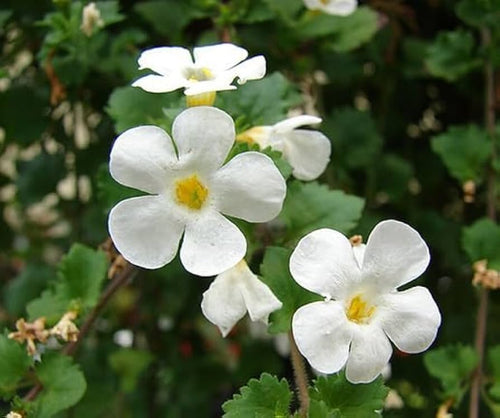 Bacopa Flower seeds for Planting Sun Loving, Heirloom & GMO Free Seeds for Home Garden seeds for planting