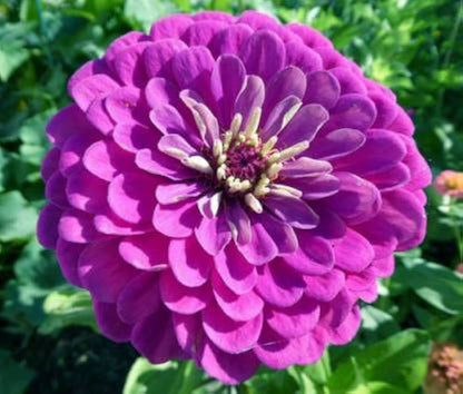 Zinnia Flower Seeds For Vibrant Violet Blooms - Seed A Stunning Addition To Your Garden