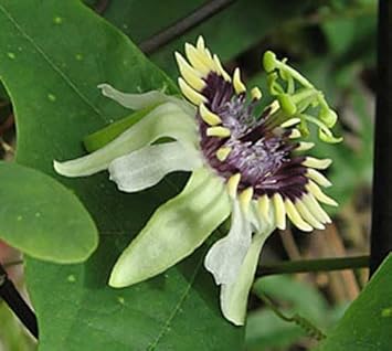 Colinvauxii Passion Flower seeds for Planting Colorful Display, Heirloom & GMO Free Seeds for Home Garden seeds for planting