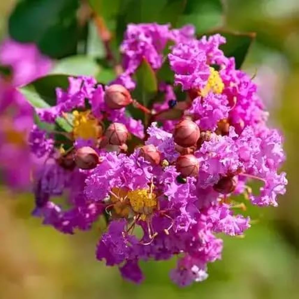 Mixed Crepe Myrtle Flower seeds for Planting Bright Blooms, Heirloom & GMO Free Seeds for Home Garden vegetable and garden seeds