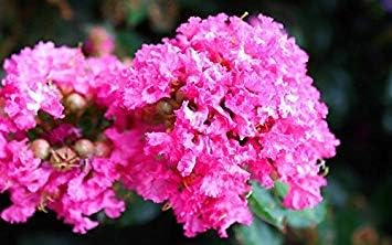 Pink Crepe Myrtle Flower seeds for Planting - Easy to Grow, Heirloom & GMO Free Seeds for Home Garden
 
 Sale seeds for home garden
