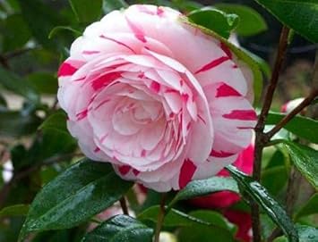 White Light Red Camellia Flower seeds for Planting Seasonal Bloomer, Heirloom & GMO Free Seeds for Home Garden seeds for planting