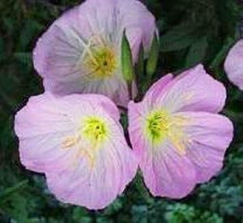 Purple Primrose Flower seeds for Planting Sun Loving, Heirloom & GMO Free Seeds for Home Garden seeds for planting