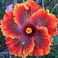 Purple Orange Hibiscus Flower seeds for Planting Pollinator Friendly, Heirloom & GMO Free Seeds for Home Garden seeds for planting