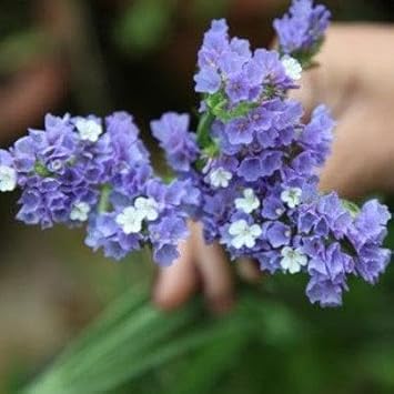 Premium Limonium Flower seeds for Planting Cut Flower Favorite Heirloom & GMO Free Seeds for Home Garden seeds