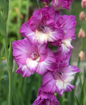 White Purple Gladiolus Flower seeds for Planting Perfect for Borders, Heirloom & GMO Free Seeds for Home Garden seeds for planting
