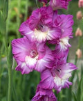 White Purple Gladiolus Flower seeds for Planting Perfect for Borders, Heirloom & GMO Free Seeds for Home Garden seeds for planting